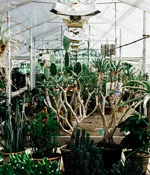 Pflanzenleuchten im Gew&auml;chshaus